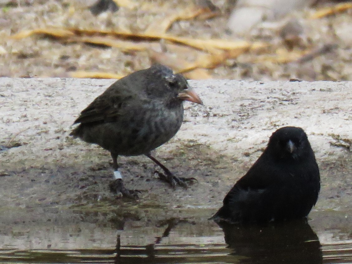 Common Cactus-Finch - Michel Turcot