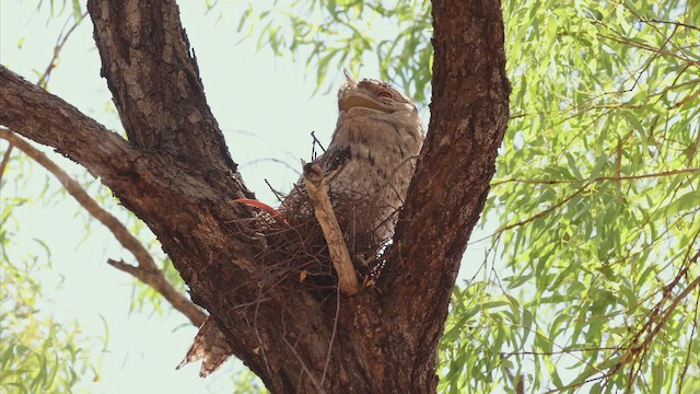 Tawny Frogmouth - ML622462118