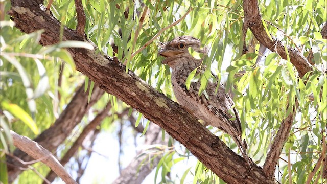 Tawny Frogmouth - ML622462126