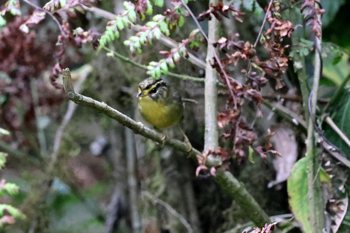 Yellow-throated Fulvetta - ML622462139