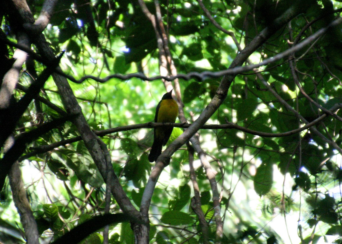 Black-throated Shrike-Tanager - ML622462175