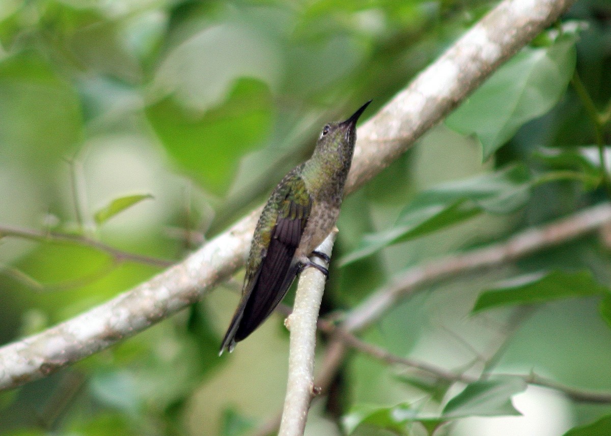 Scaly-breasted Hummingbird - ML622462226