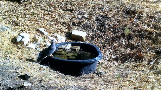 Band-tailed Pigeon (Northern) - ML622462250