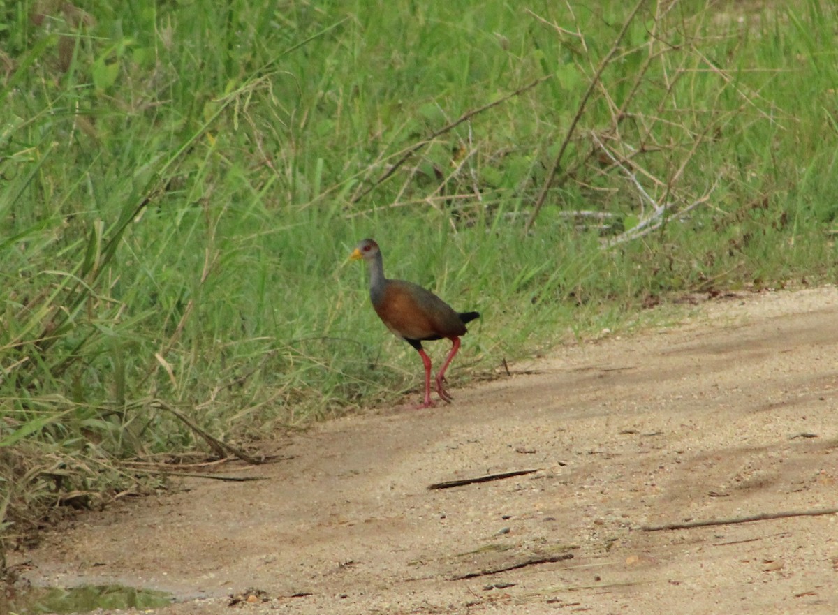 Russet-naped Wood-Rail - ML622462253