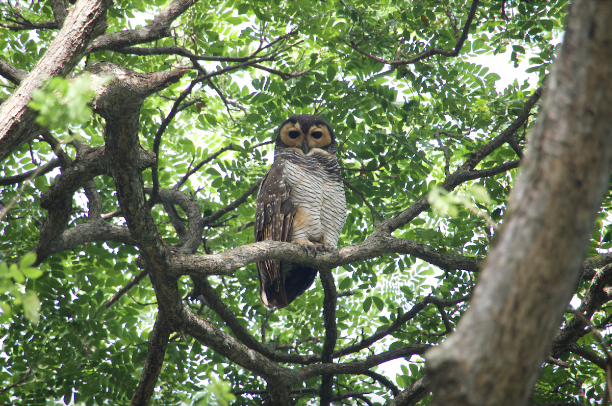 Spotted Wood-Owl - Evan Farese