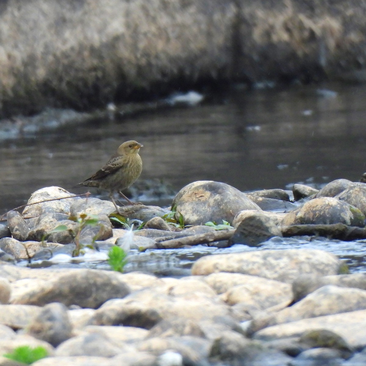 Brown-headed Cowbird - ML622462409