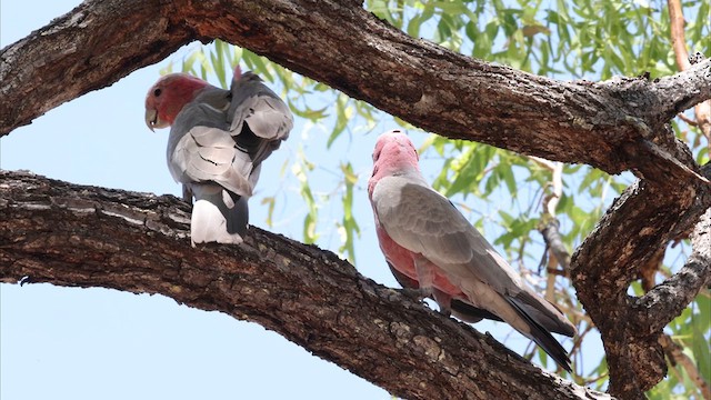 Galah - ML622462504