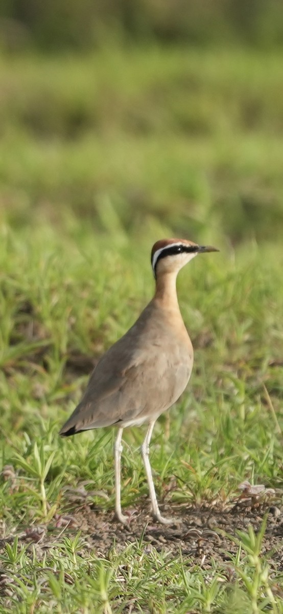 Indian Courser - ML622462517