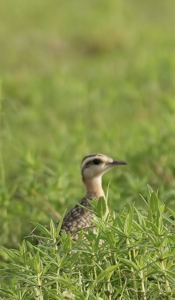 Indian Courser - ML622462519