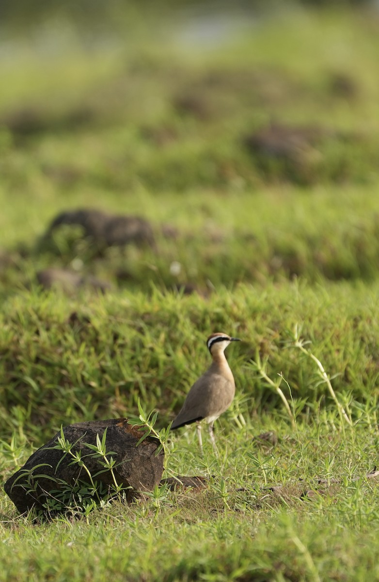 Indian Courser - ML622462521