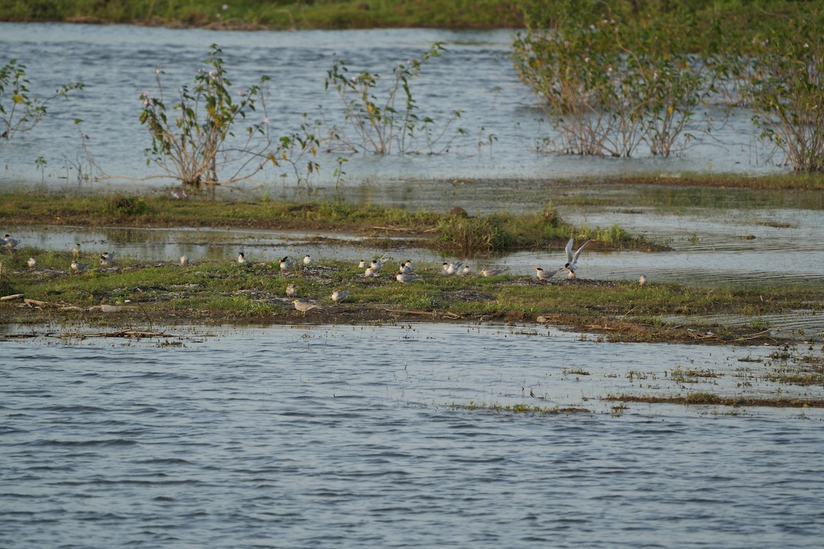 River Tern - Praveen Chavan