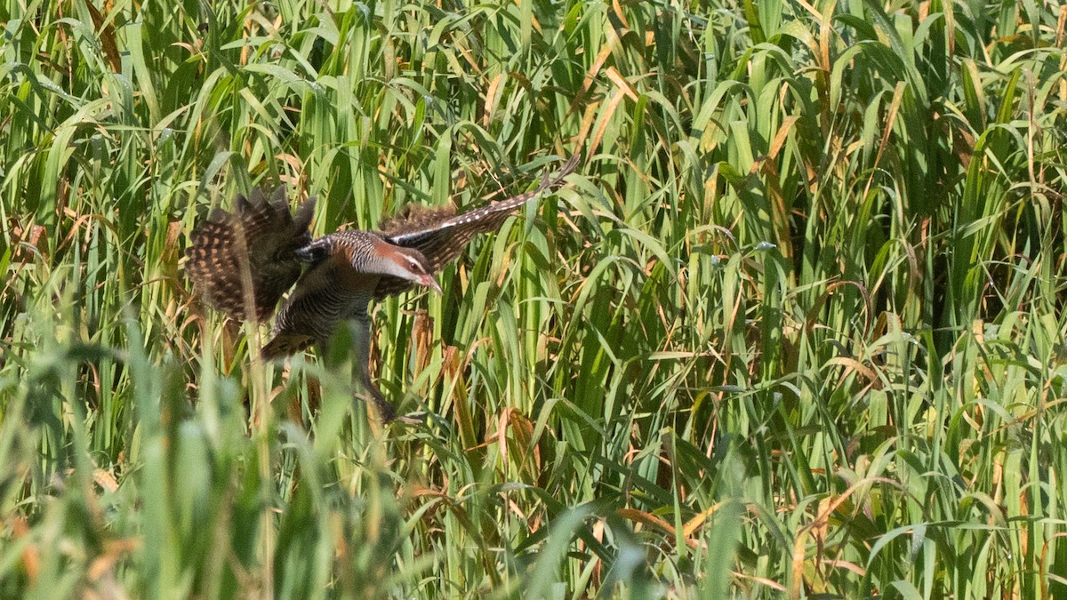 Buff-banded Rail - James Bennett