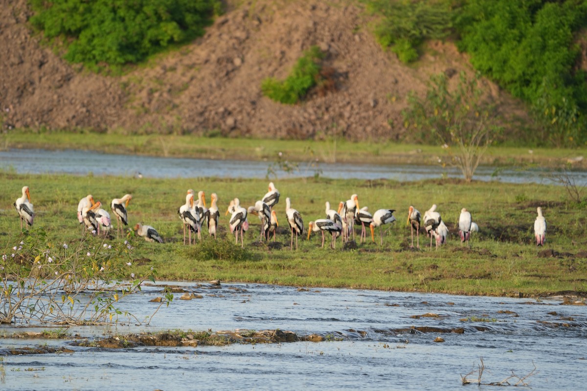 Painted Stork - ML622462585