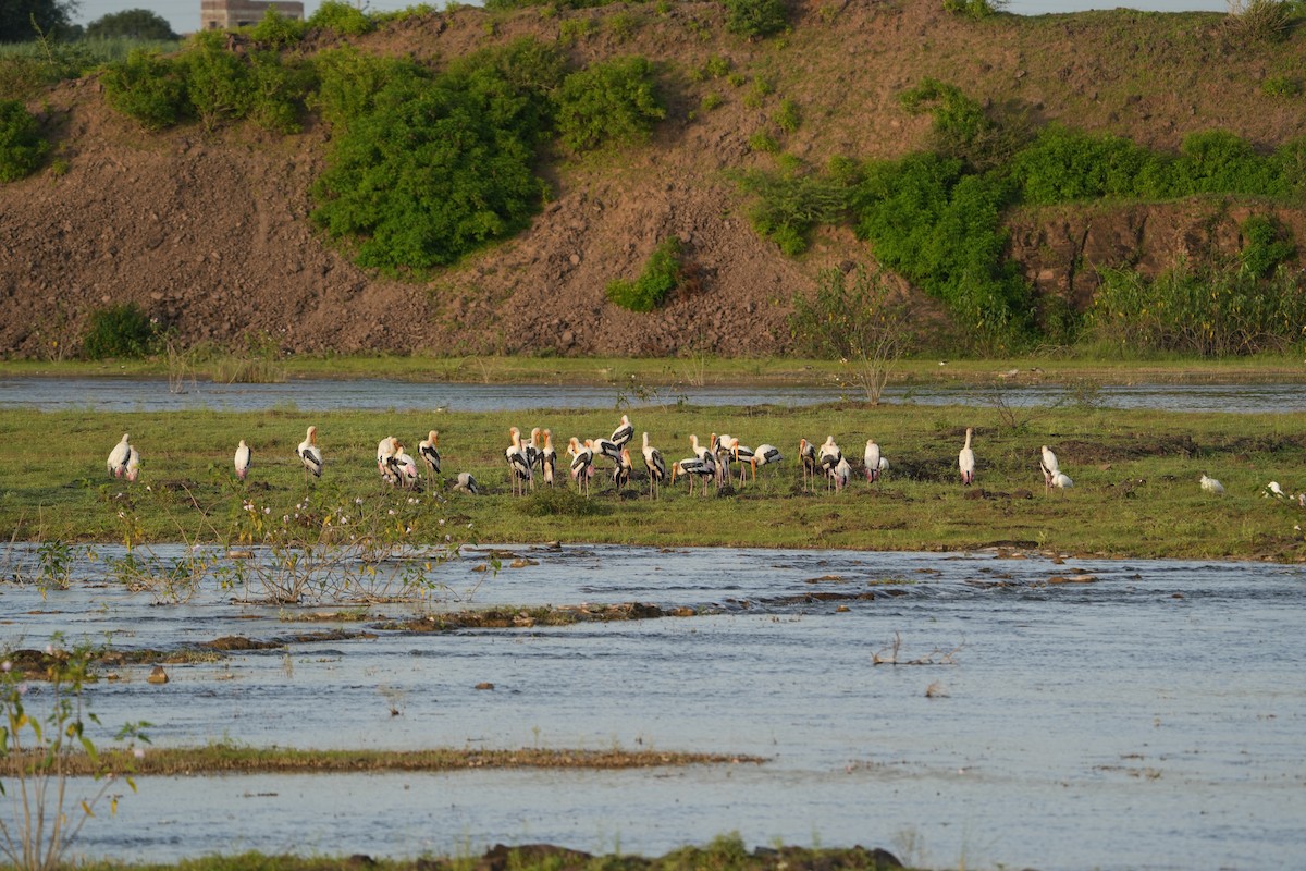 Painted Stork - ML622462587