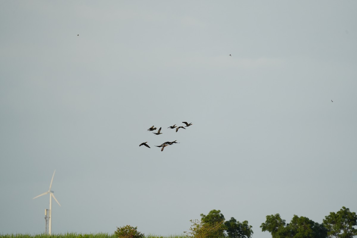 Little Cormorant - ML622462592