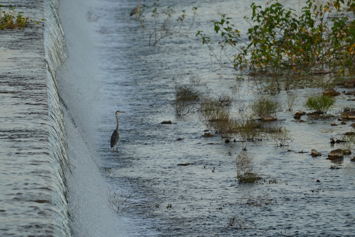 Gray Heron - ML622462606