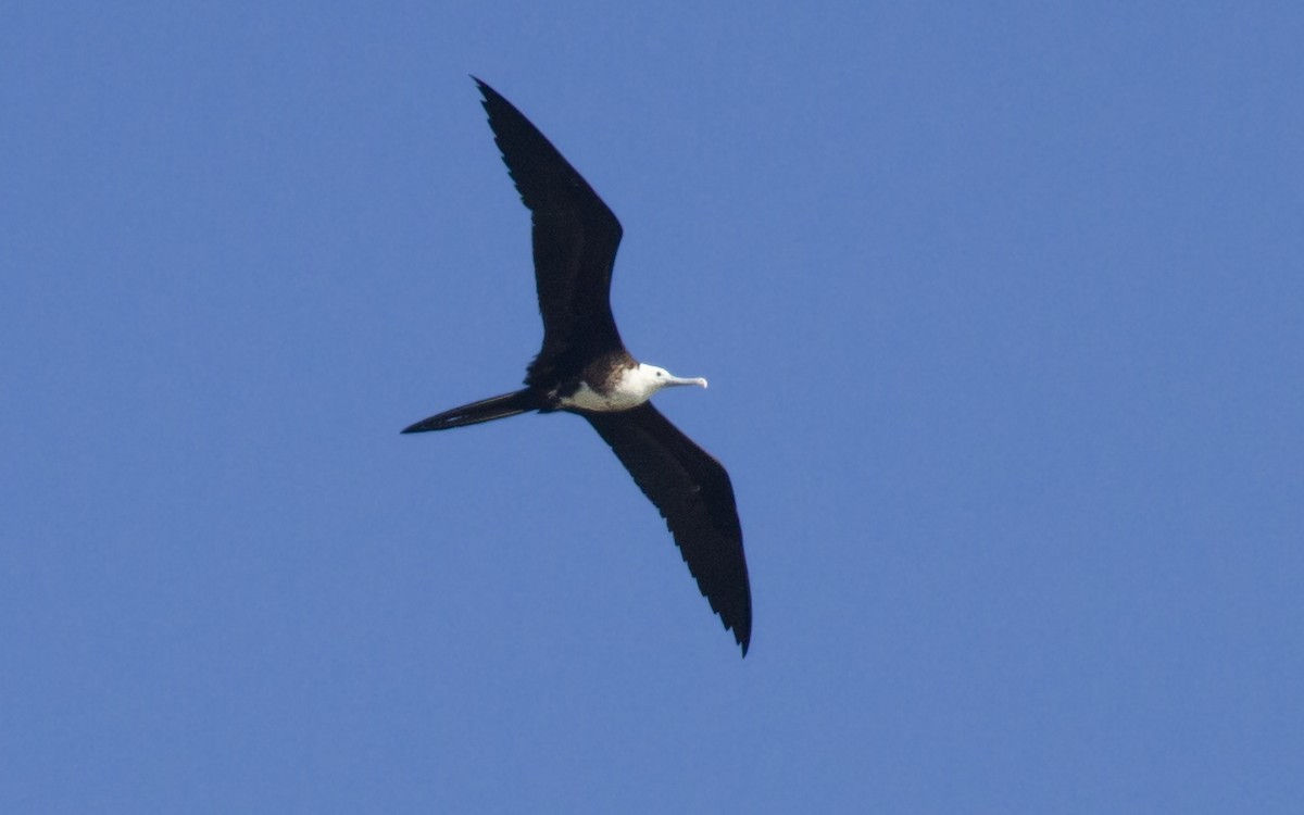 Magnificent Frigatebird - ML622462652