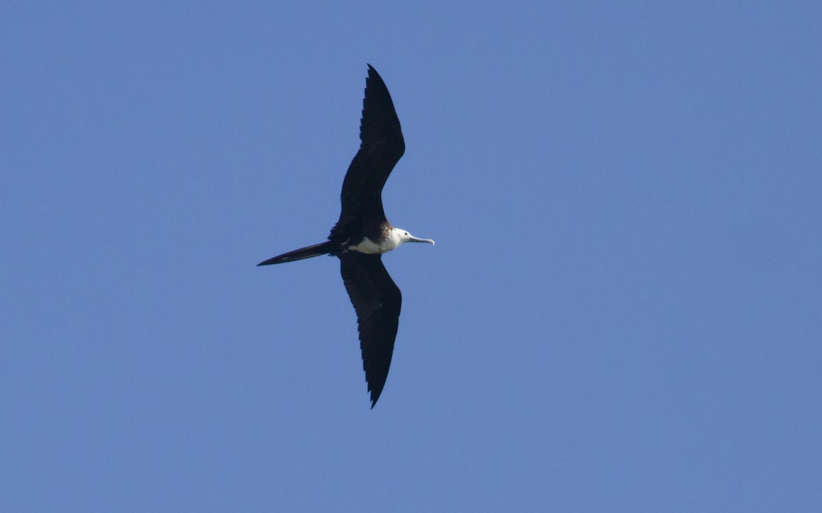 Magnificent Frigatebird - ML622462658