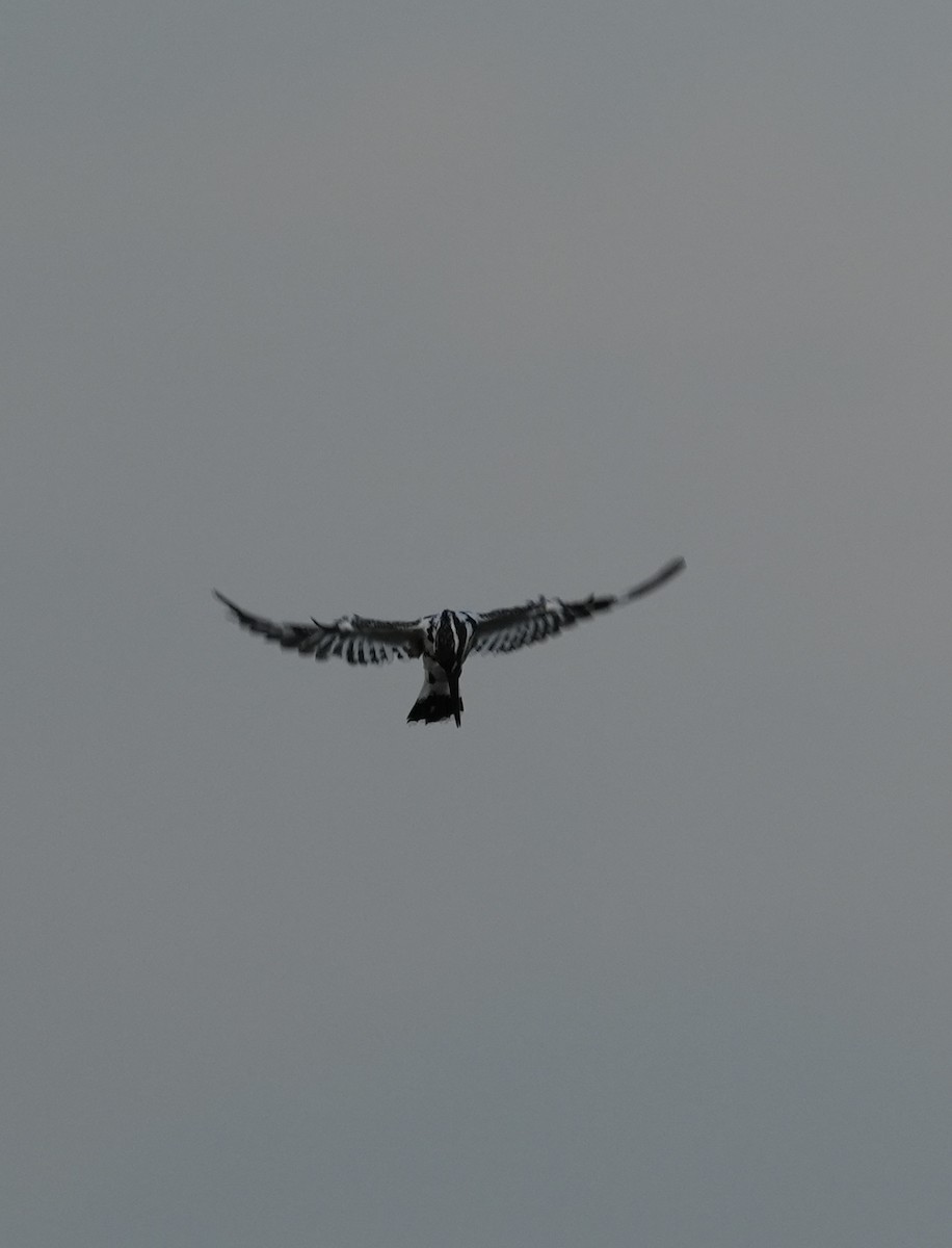 Pied Kingfisher - ML622462674