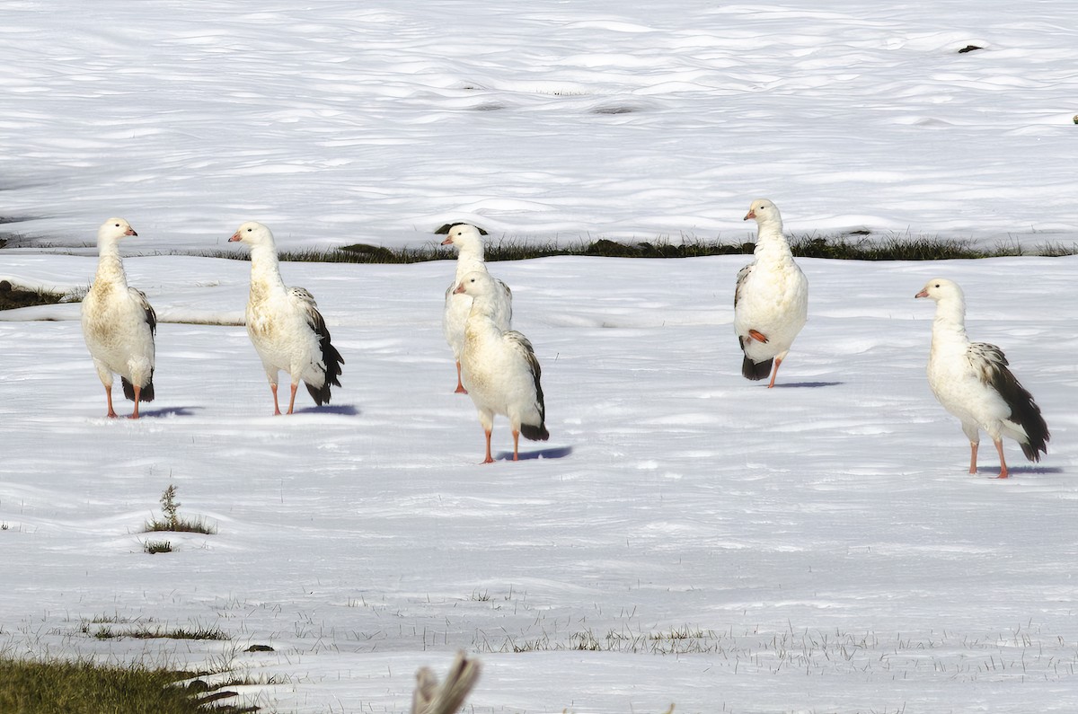 Andean Goose - ML622462698