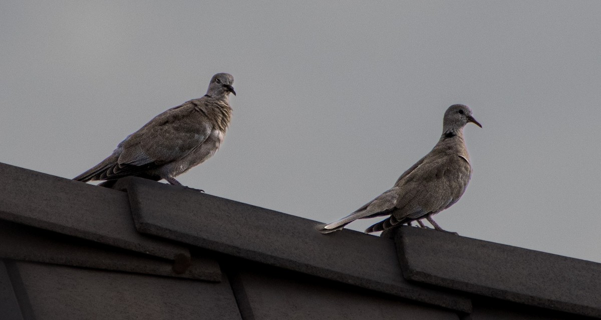 Eurasian Collared-Dove - ML622462700