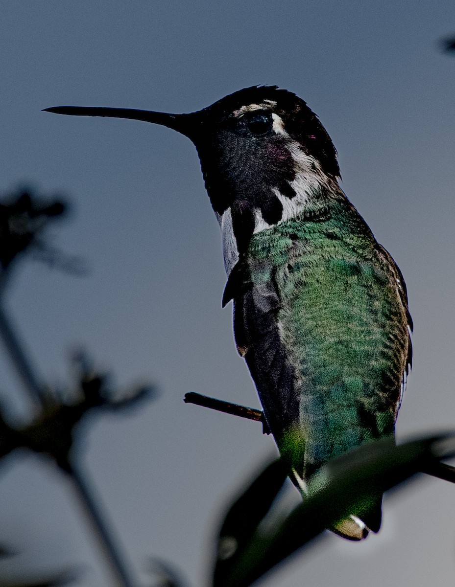 Costa's Hummingbird - ML622462706