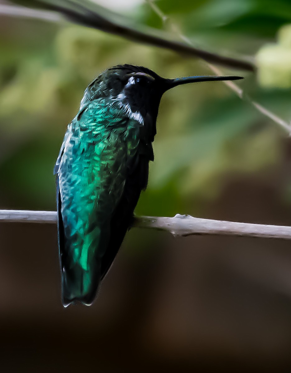 Colibrí de Costa - ML622462708