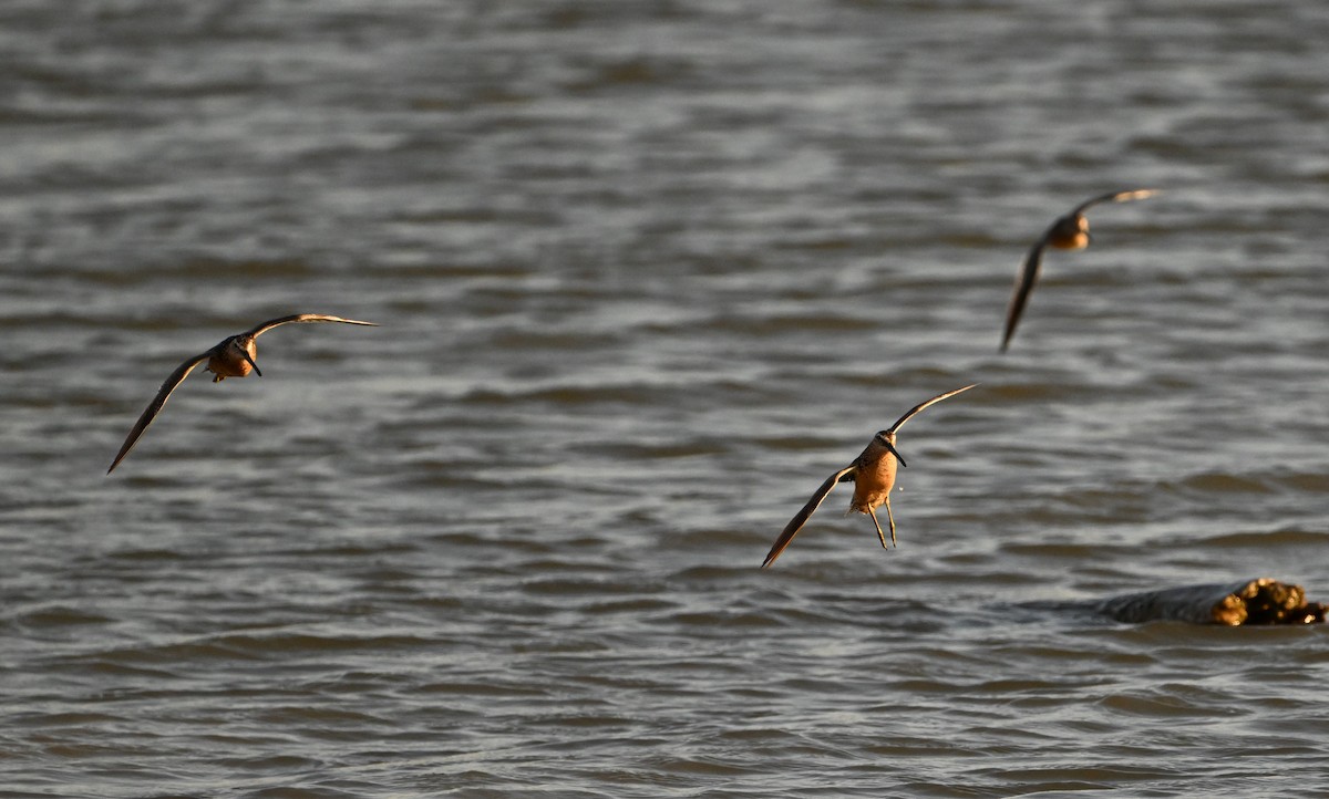 Long-billed Dowitcher - ML622462768