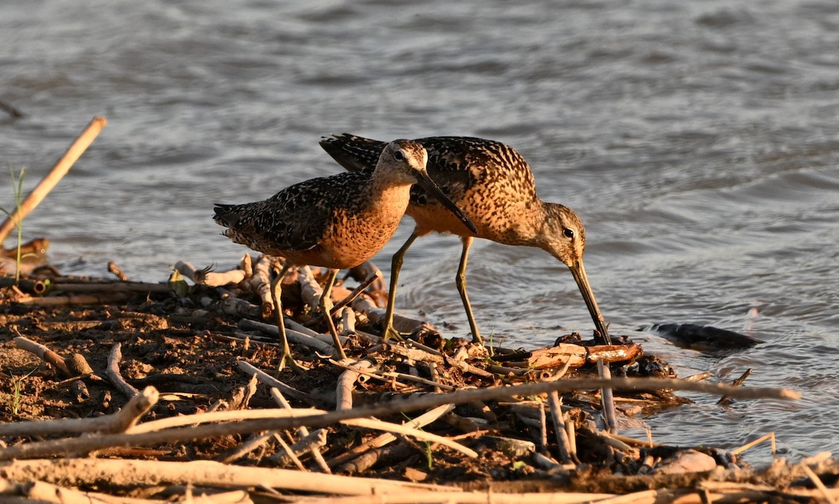 Long-billed Dowitcher - ML622462771