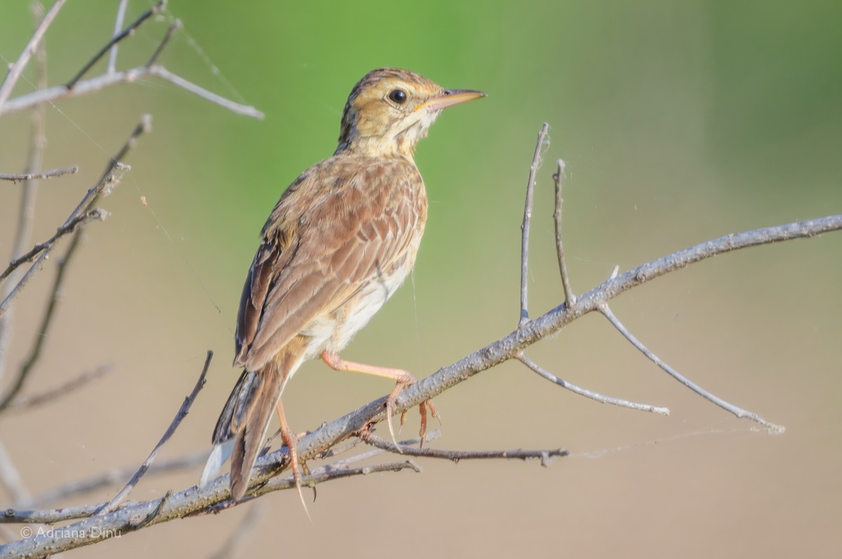 Paddyfield Pipit - ML622462783