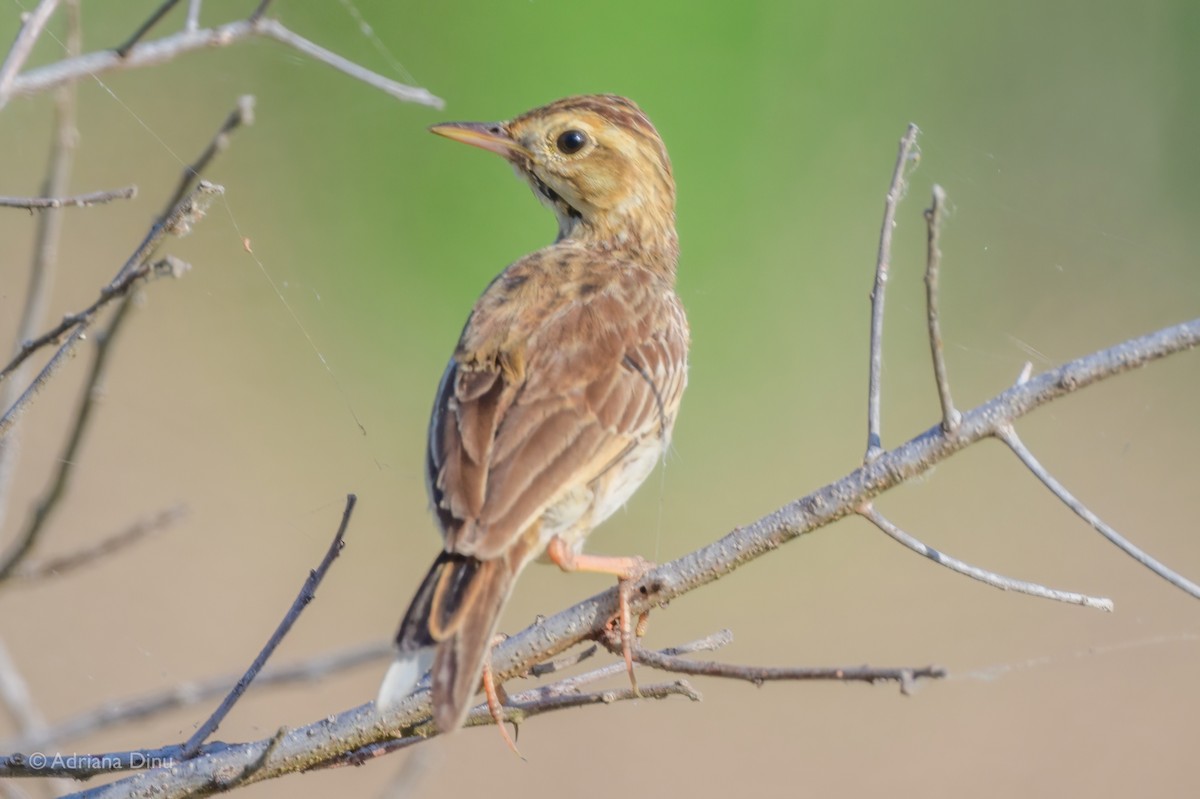 Paddyfield Pipit - ML622462784