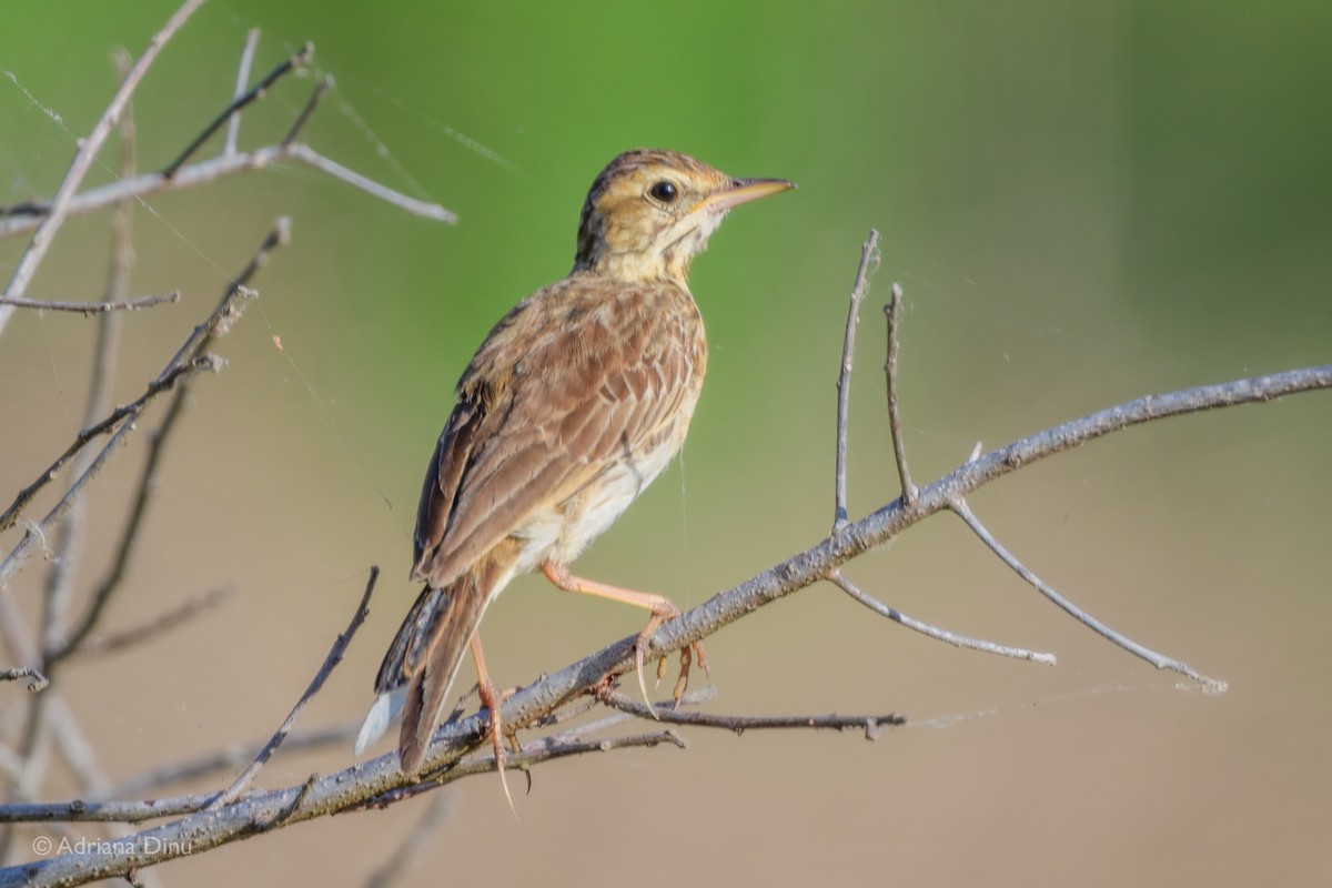 Paddyfield Pipit - ML622462785