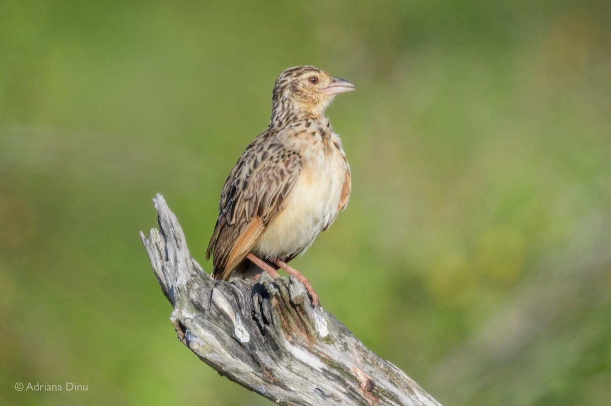 Jerdon's Bushlark - ML622462798