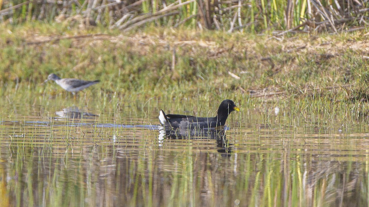 Red-fronted Coot - ML622462819