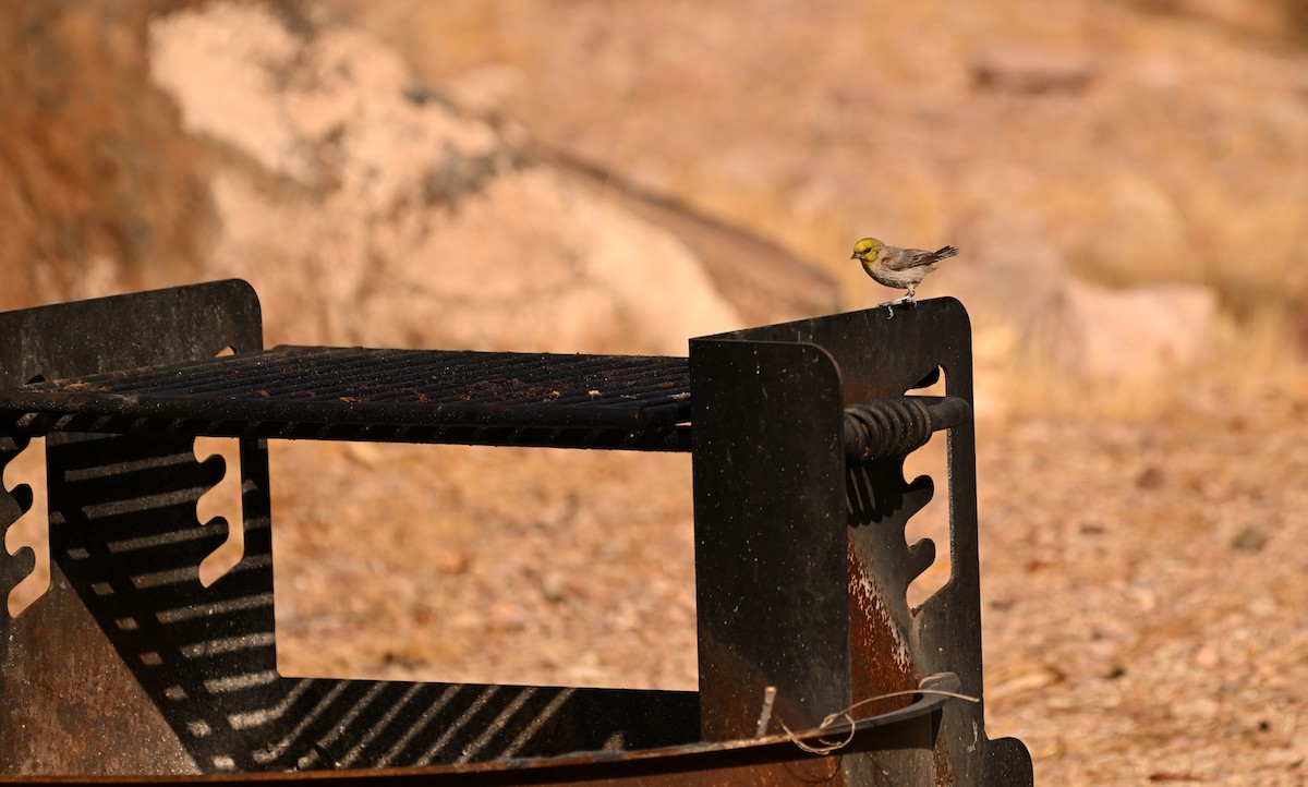 Ремез американський - ML622462878