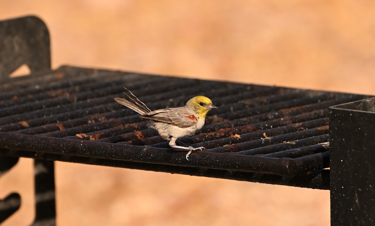 Ремез американський - ML622462880