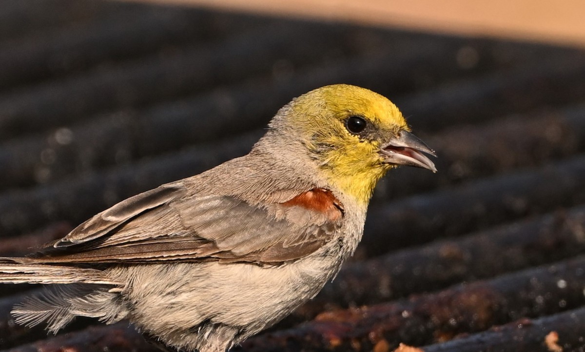 Ремез американський - ML622462885