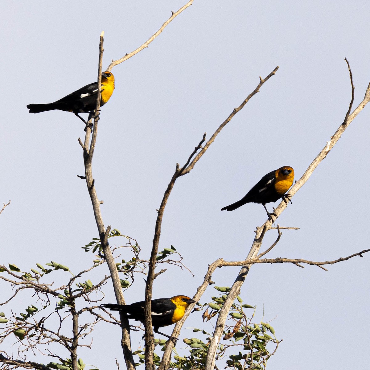 Yellow-headed Blackbird - Ken Tweedt