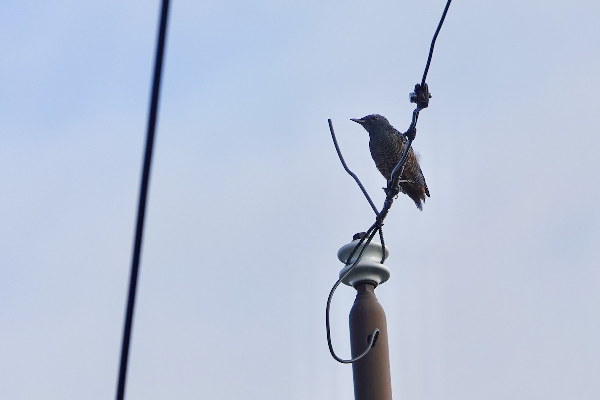 Blue Rock-Thrush - ML622462939