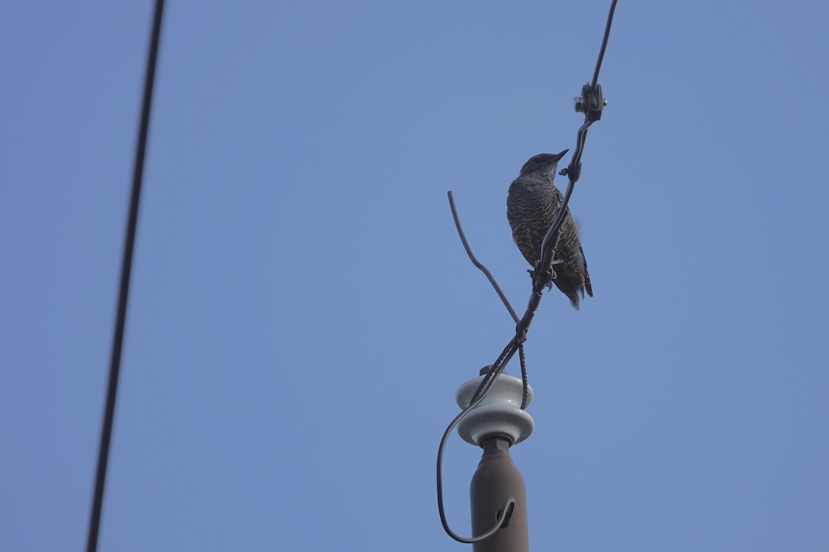 Blue Rock-Thrush - ML622462940