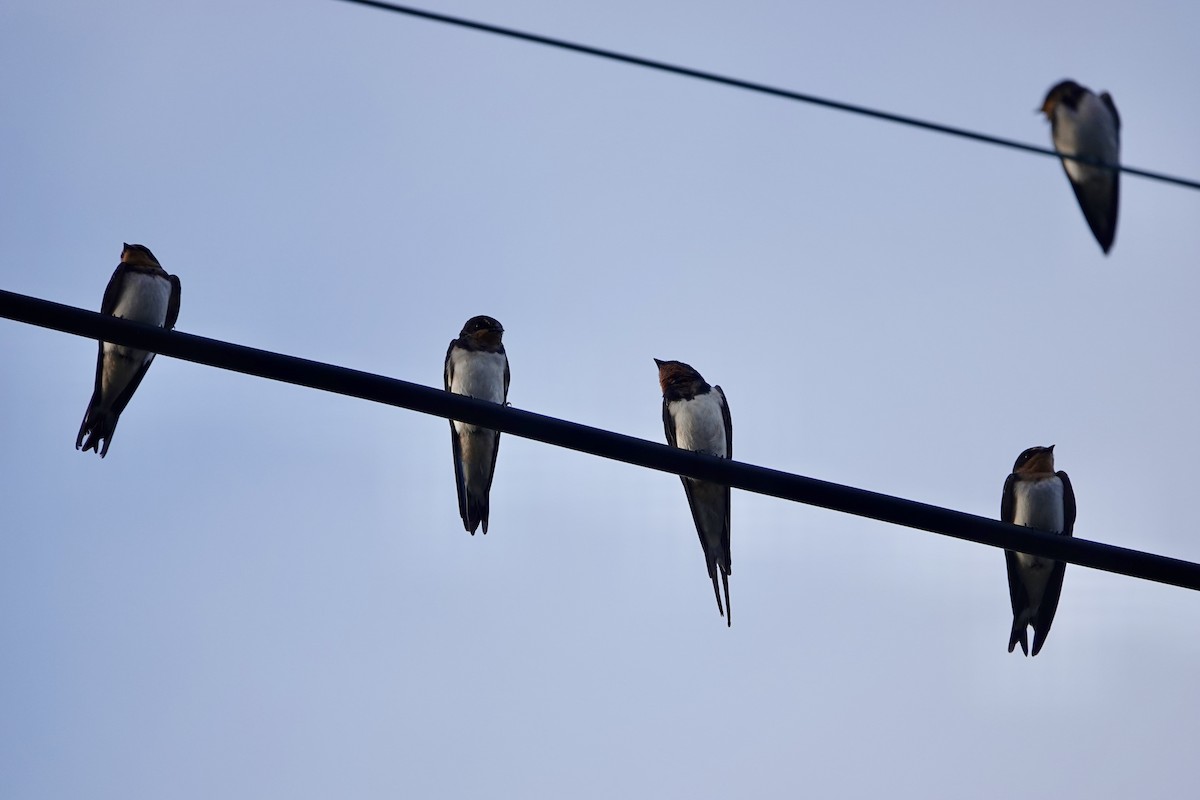 Barn Swallow - ML622462943