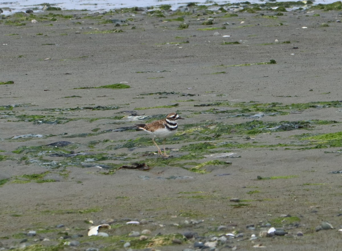 Killdeer - ML622463077