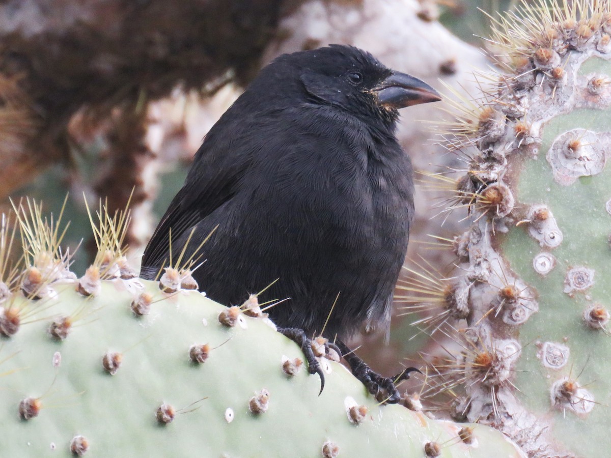 Common Cactus-Finch - ML622463087