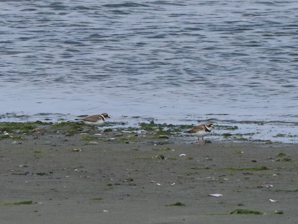 Semipalmated Plover - ML622463089