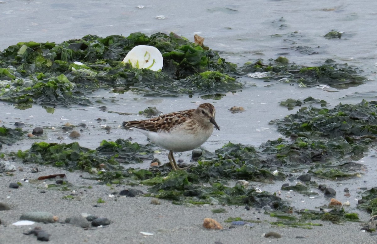 Least Sandpiper - ML622463107