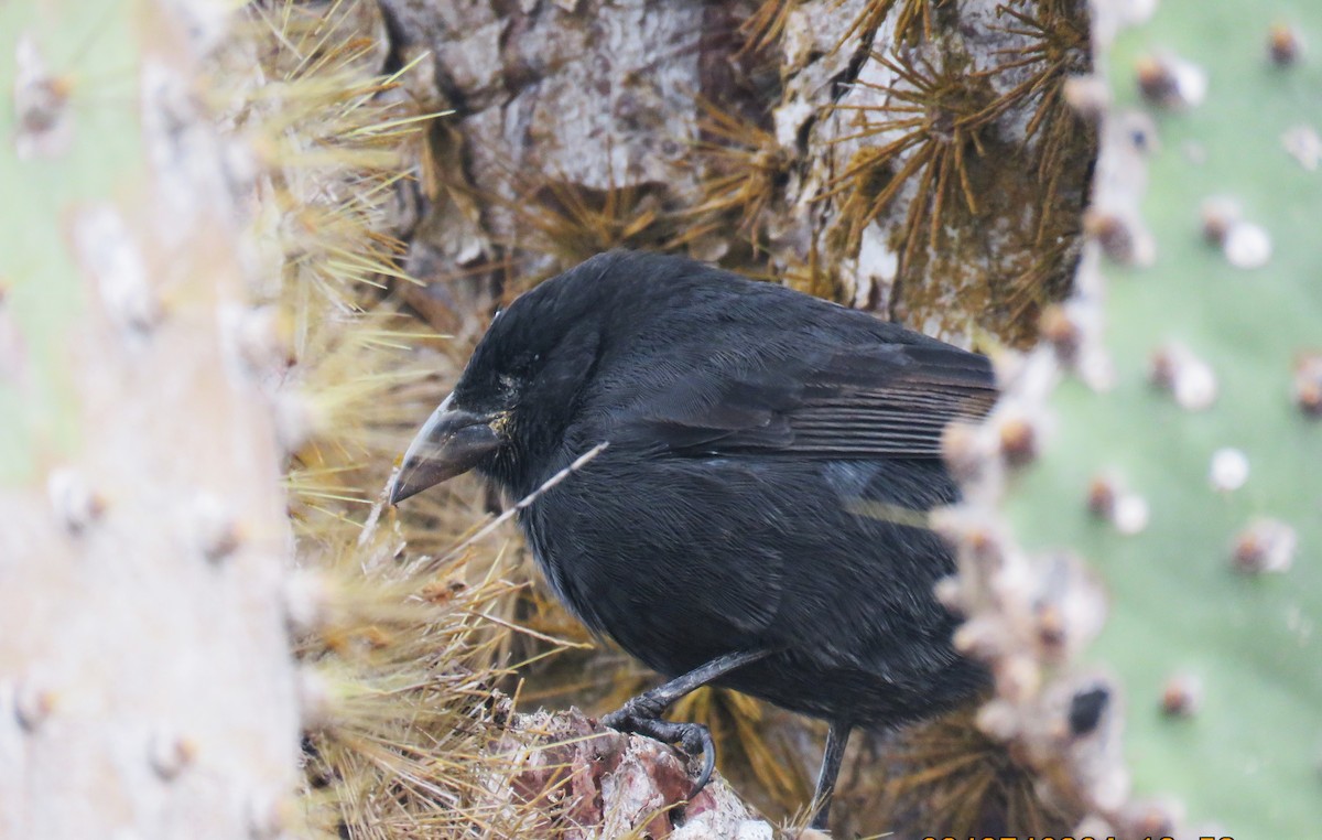 Common Cactus-Finch - Michel Turcot