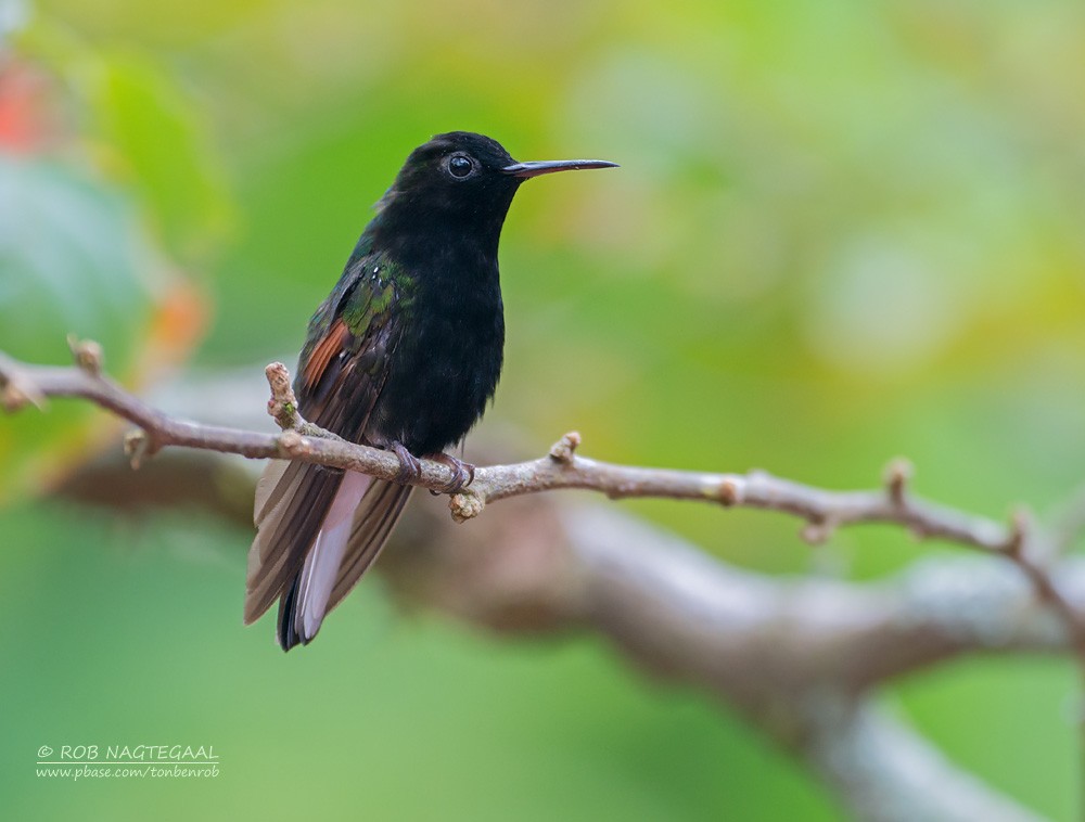 Black-bellied Hummingbird - ML622463125