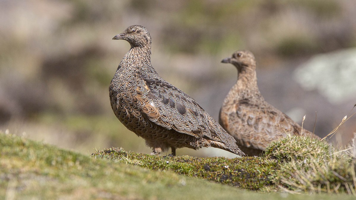 rustrypesnipe - ML622463176