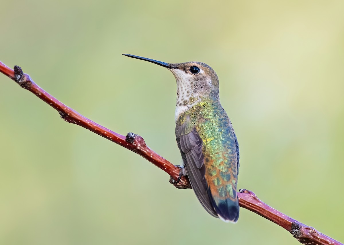 Rufous Hummingbird - ML622463232