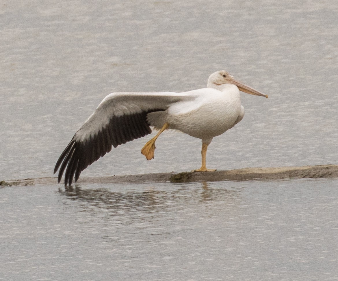 American White Pelican - ML622463252